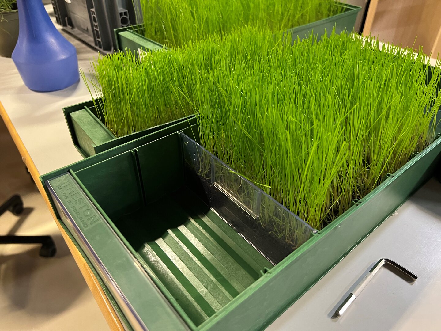 Easter grasses were planted in Treston BiOX bins according to the theme.